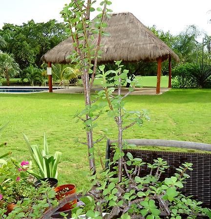 B&B Mom'S House Puerto Aventuras Eksteriør billede